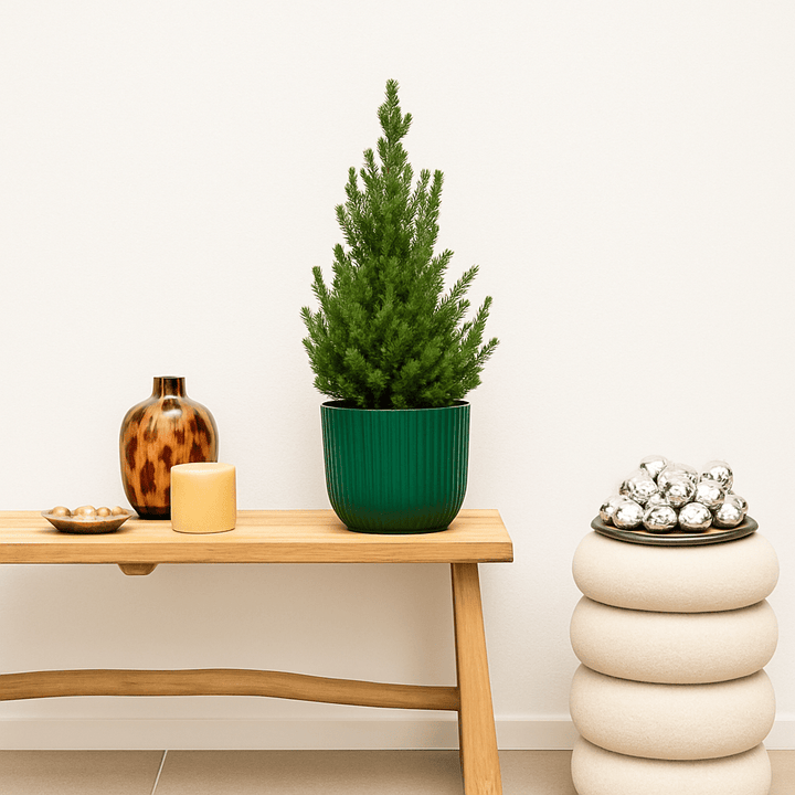 Weihnachtsbaum - 70cm - Zimmerpflanze Kaufen