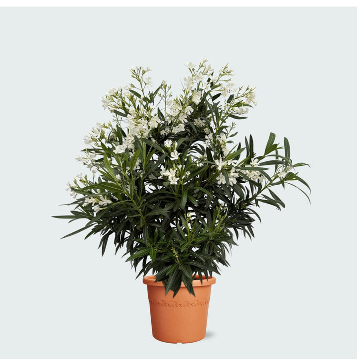 Oleanderstrauch - 130 cm - Zimmerpflanze kaufen