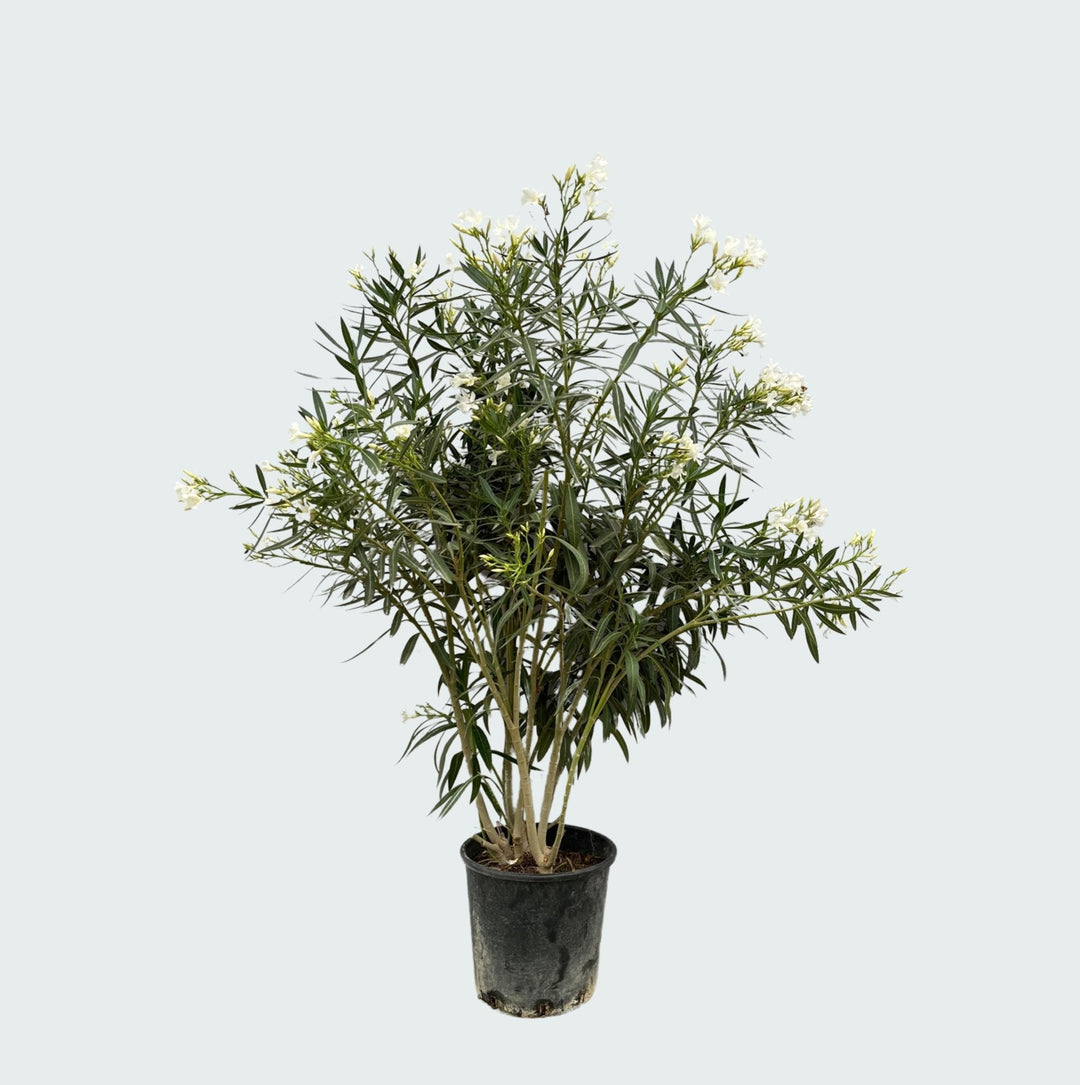Nerium Oleander - 180cm - Zimmerpflanze kaufen