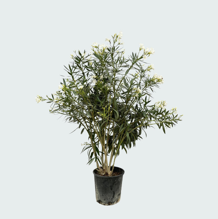 Nerium Oleander - 180cm - Zimmerpflanze kaufen