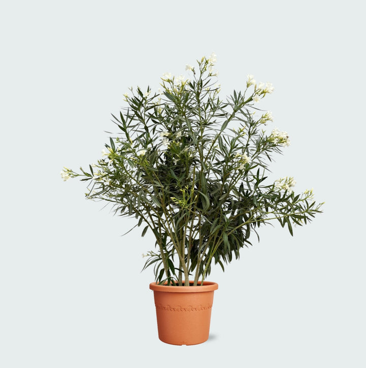 Nerium Oleander - 180cm - Zimmerpflanze kaufen