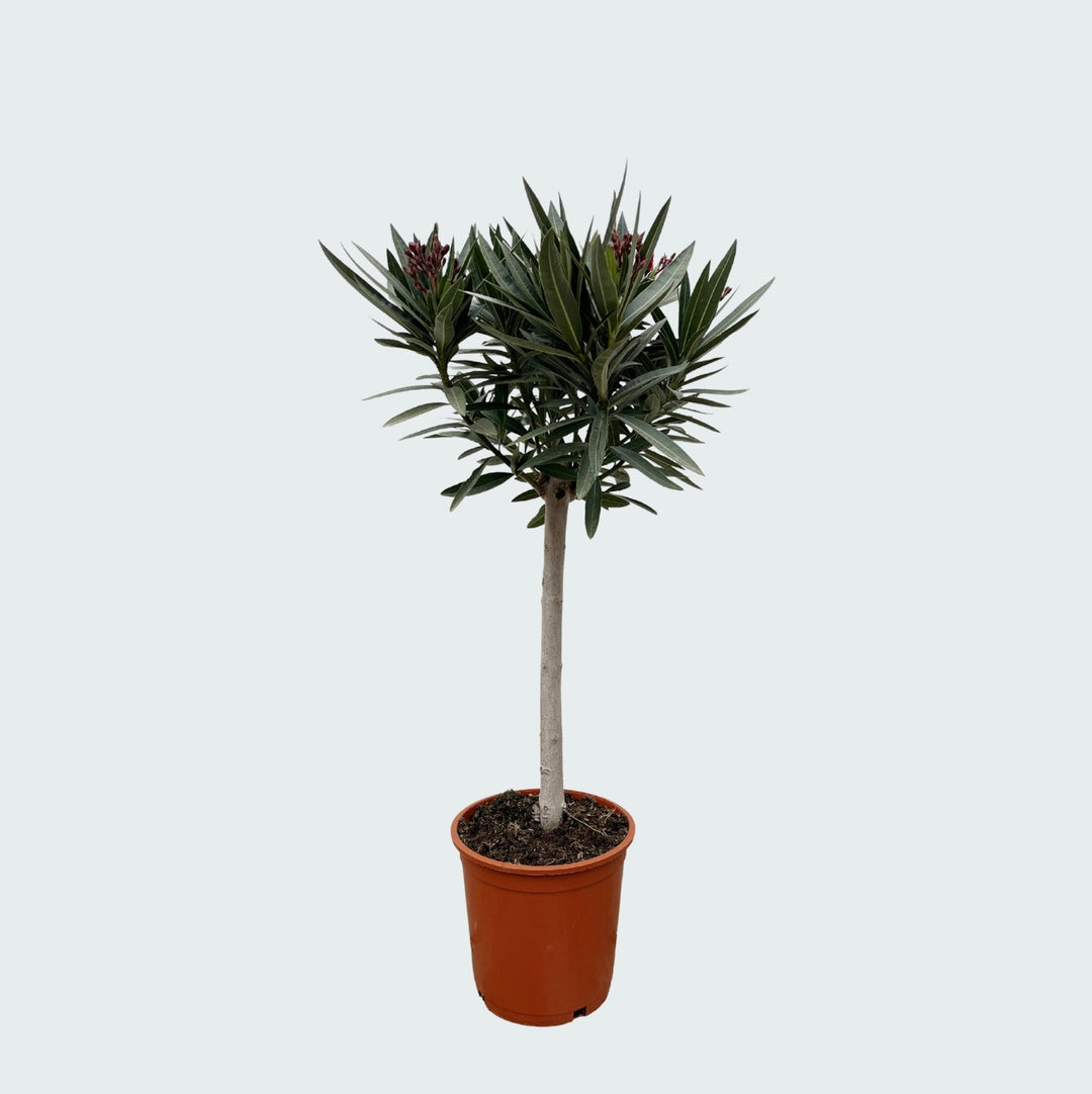 Nerium Oleander als Hochstamm - 140cm - Zimmerpflanze Kaufen