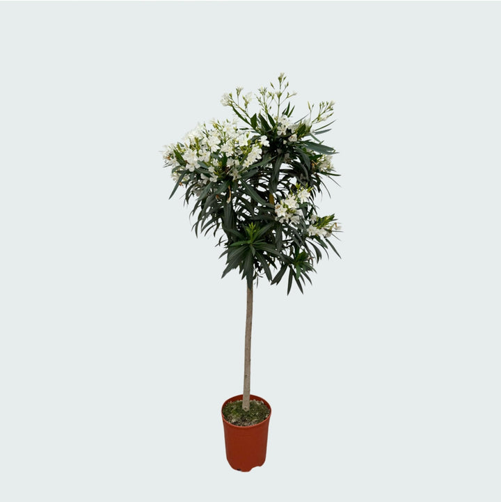 Nerium Oleander Hochstamm - 200cm / Stammumfang 15cm | Kaufen