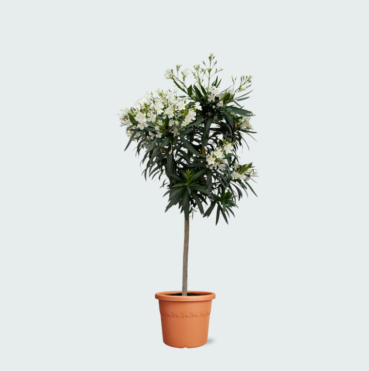 Nerium Oleander Hochstamm - 200cm / Stammumfang 15cm | Kaufen