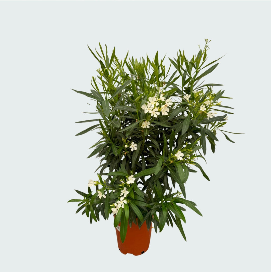 Nerium Oleander Strauch - 160cm - Zimmerpflanze Kaufen