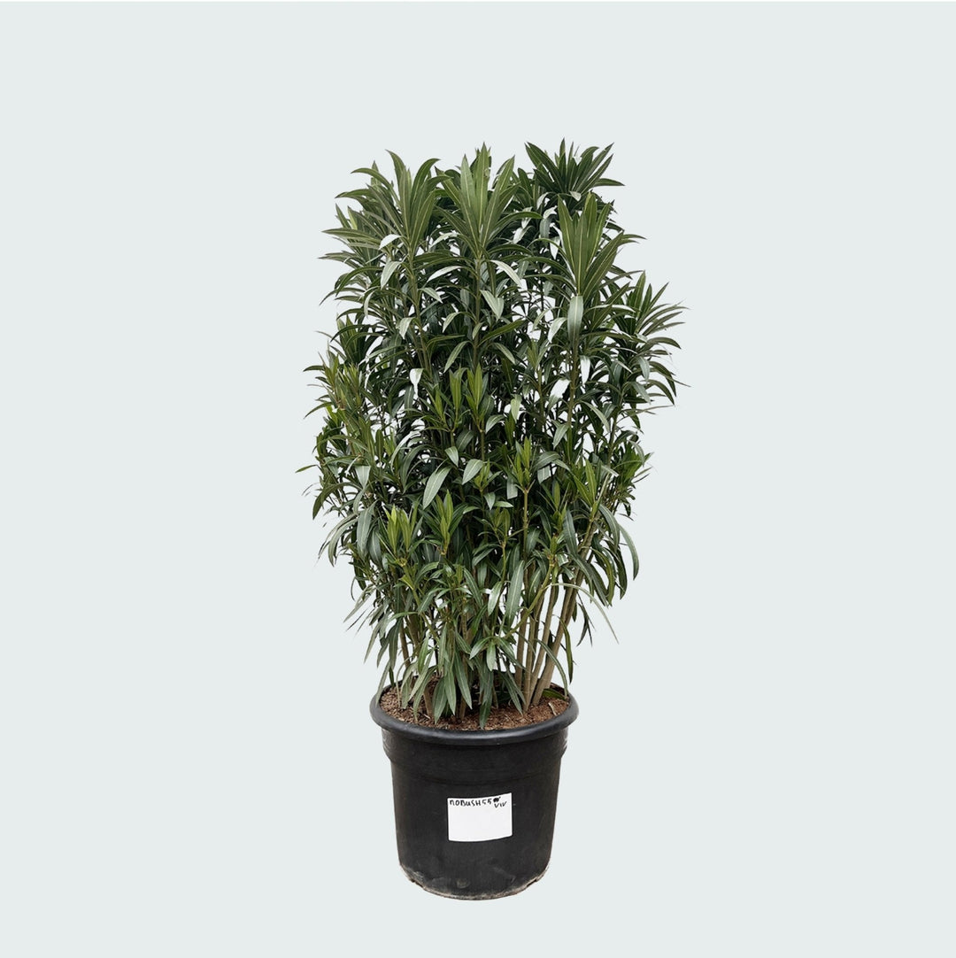 Oleander-Strauch - 210cm - Zimmerpflanze kaufen