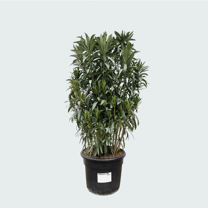 Oleander-Strauch - 210cm - Zimmerpflanze kaufen