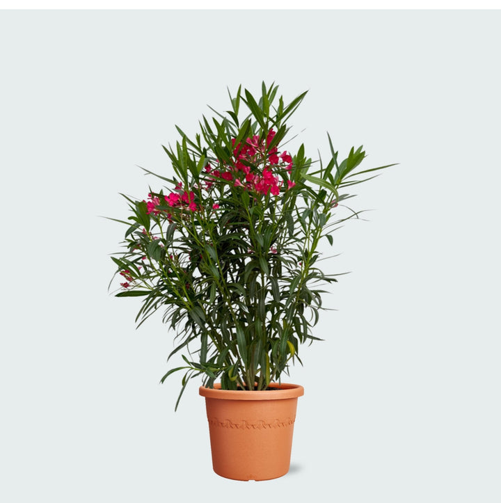 Oleanderstrauch - 130 cm - Zimmerpflanze kaufen