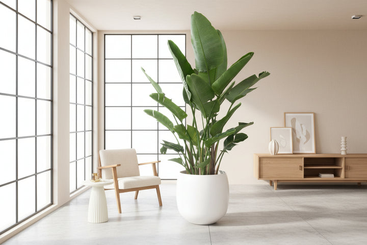 Strelitzia Nicolai de luxe XXL - Ø40 - 250cm - Paradiesvogelblume