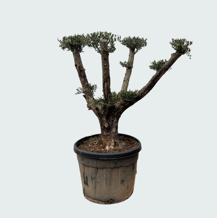 Olivenbaum Olea Europaea Pom Pon Plateau - 160cm | Kaufen