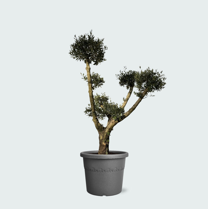 Olivenbaum Olea Europaea Pom Pon Plateau - 160cm | Kaufen