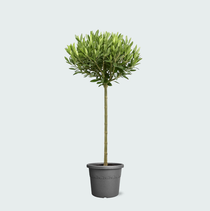 Olea Europaea auf Stamm - 100 cm - Zimmerpflanze Kaufen