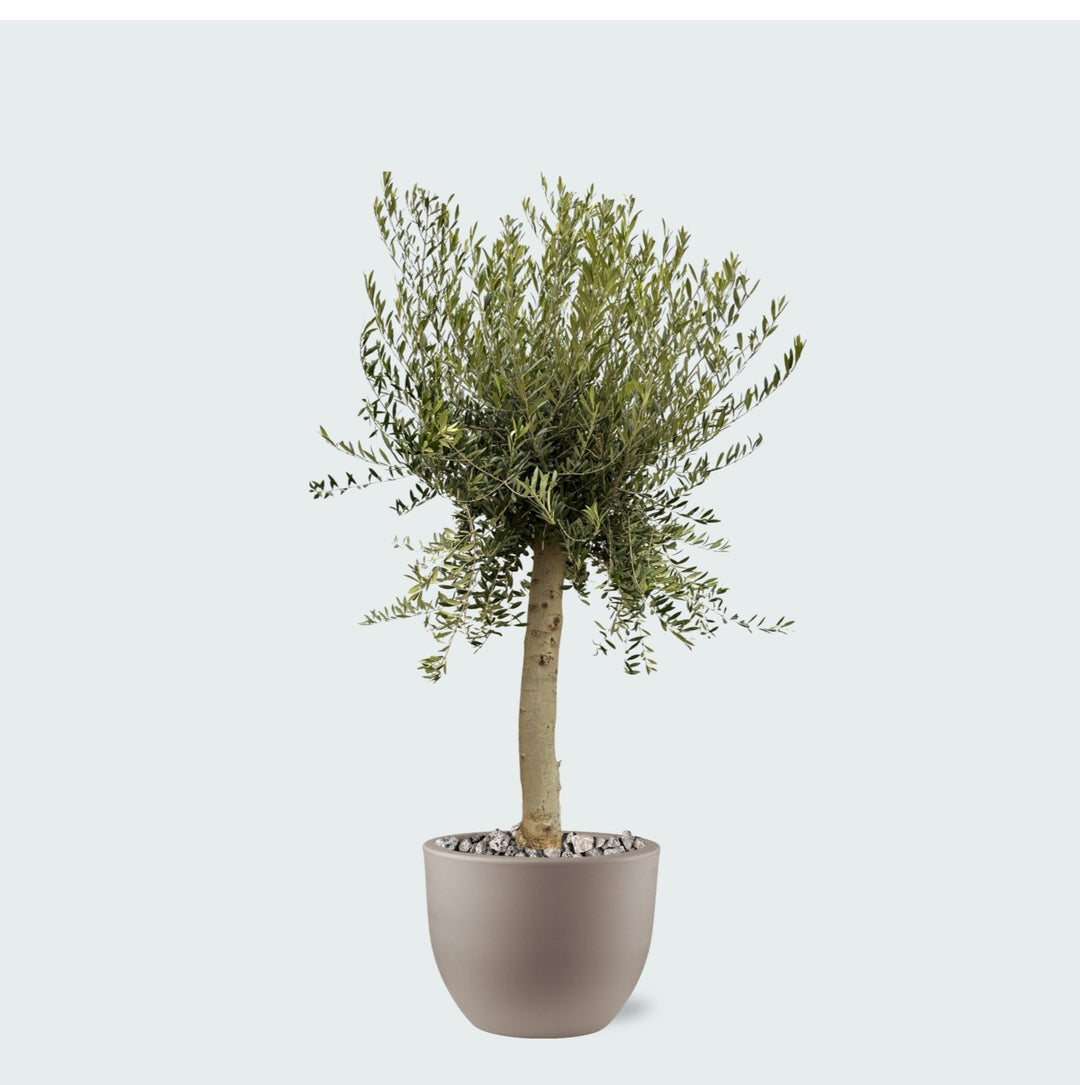 Kombi-Angebot - Olivenbaum Olea Europaea Lorc inklusive Eggy Topf - 200cm