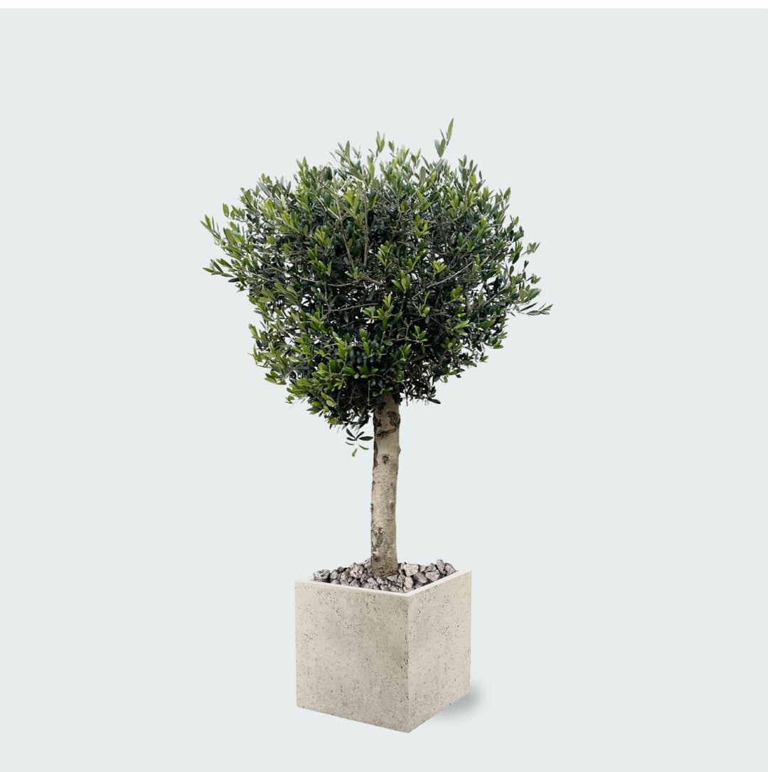 Kombi-Angebot - Olivenbaum Olea Lorc inklusive Grigio Cube - 180 cm