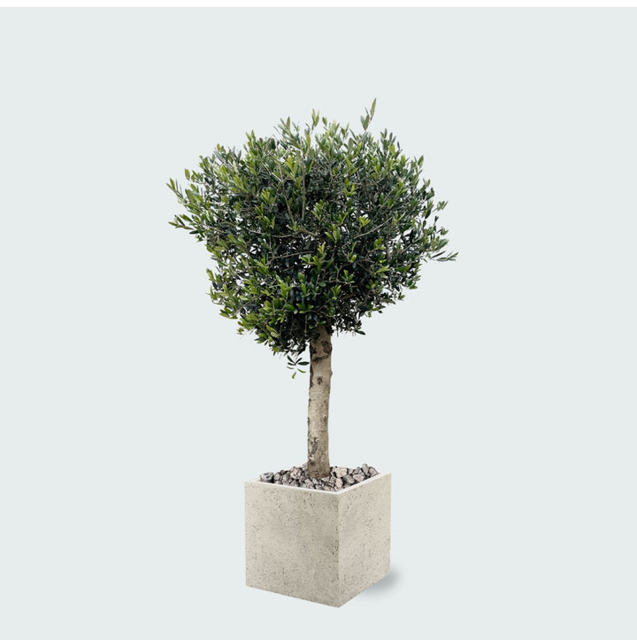Kombi-Angebot - Olivenbaum Olea Lorc inklusive Grigio Cube - 180 cm
