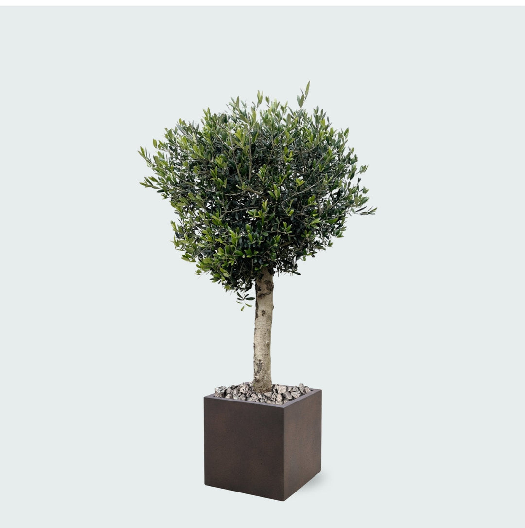 Kombi-Angebot - Olivenbaum Olea Lorc inklusive Grigio Cube - 180 cm