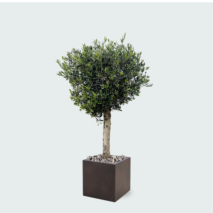 Kombi-Angebot - Olivenbaum Olea Lorc inklusive Grigio Cube - 180 cm