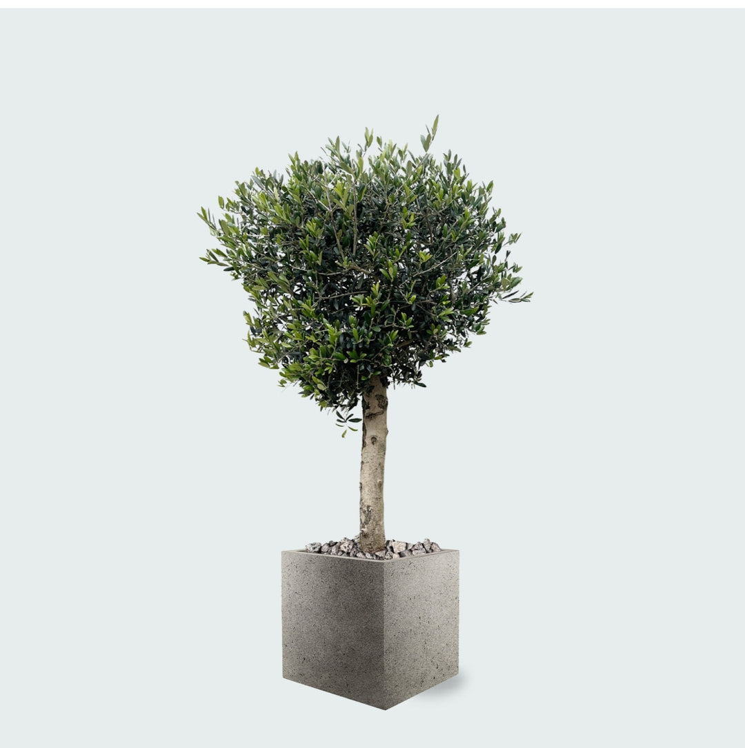 Kombi-Angebot - Olivenbaum Olea Lorc inklusive Grigio Cube - 180 cm