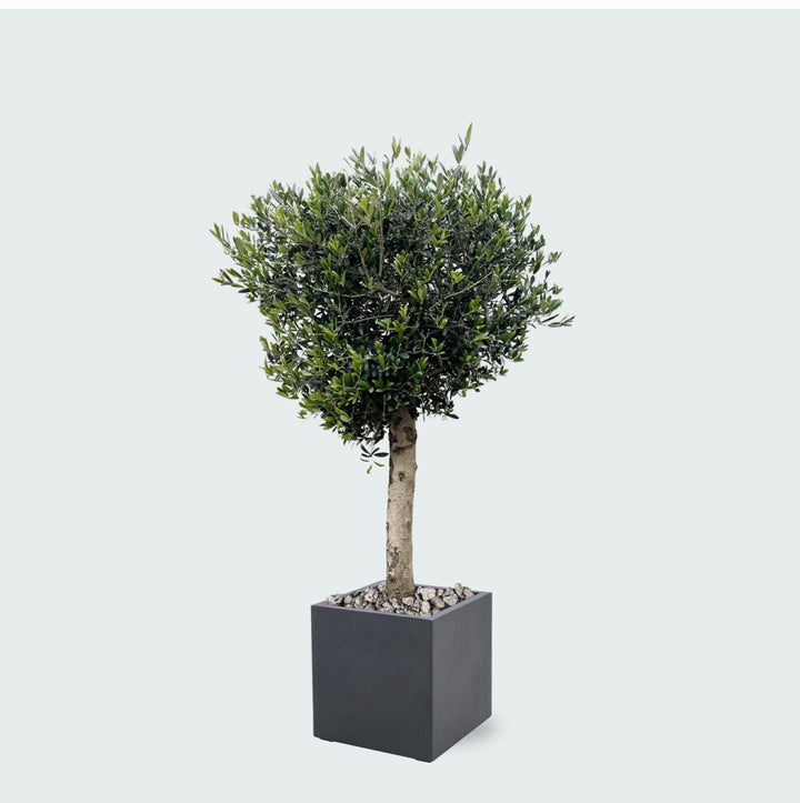 Kombi-Angebot - Olivenbaum Olea Lorc inklusive Grigio Cube - 180 cm