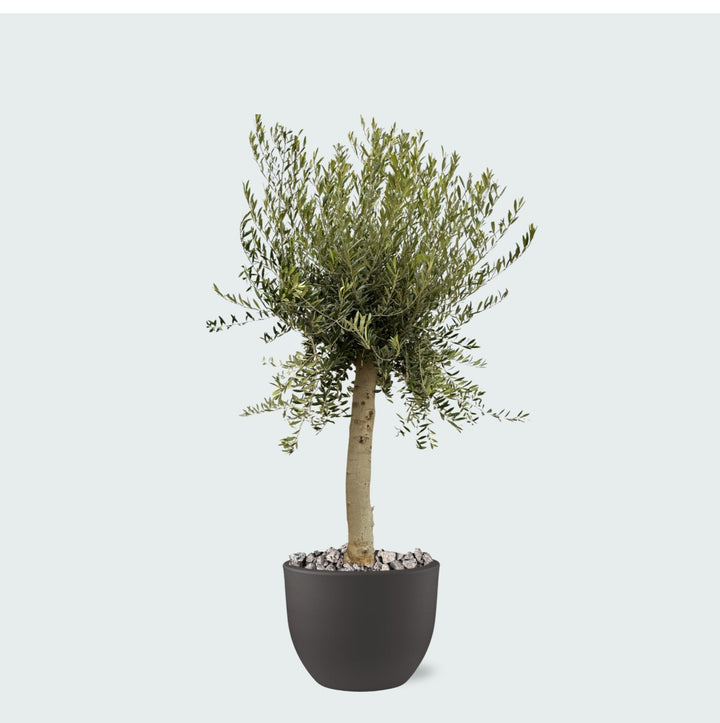 Kombi-Angebot - Olivenbaum Olea Europaea Lorc inklusive Eggy Topf - 200cm