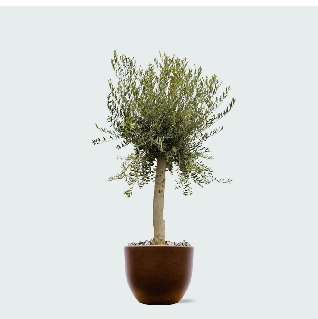 Kombi-Angebot - Olivenbaum Olea Europaea Lorc inklusive Eggy Topf - 200cm