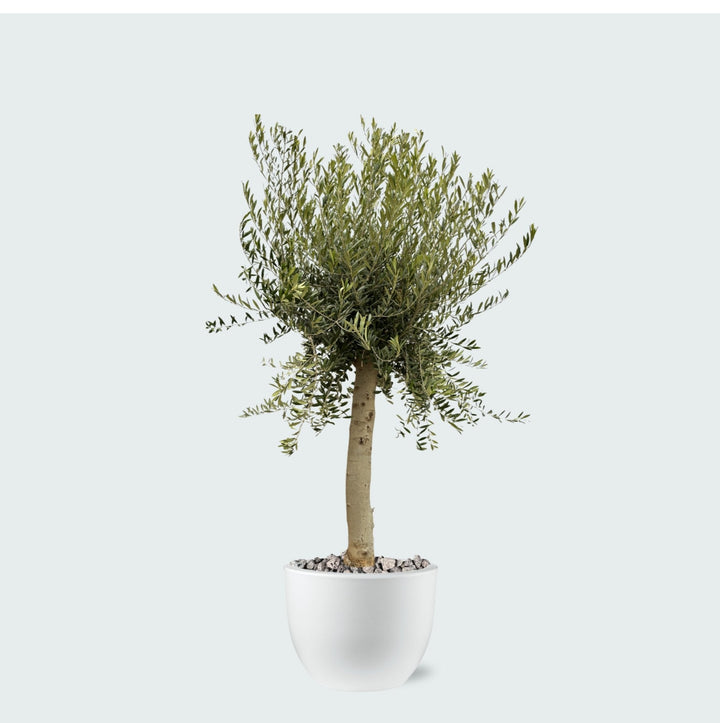 Kombi-Angebot - Olivenbaum Olea Europaea Lorc inklusive Eggy Topf - 200cm