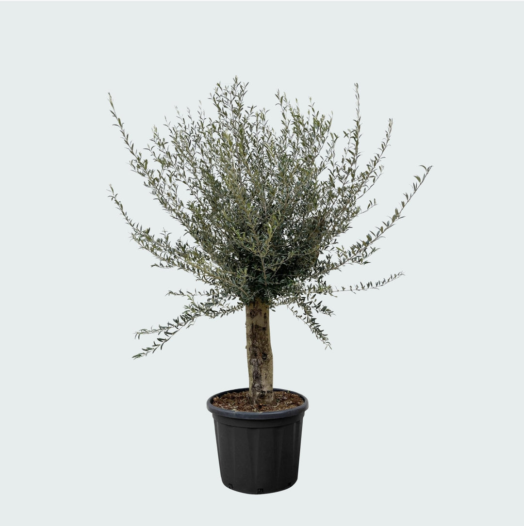 Olivenbaum Olea Europaea Lorc verzweigt XXL - 225cm / Stammumfang 45-55cm