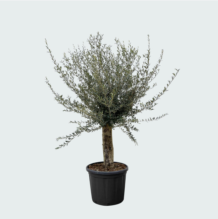 Olivenbaum Olea Europaea Lorc verzweigt XXL - 225cm / Stammumfang 45-55cm