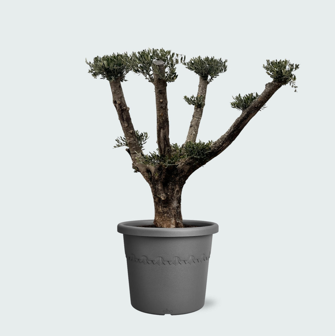 Olivenbaum Olea Europaea Pom Pon Plateau - 160cm | Kaufen