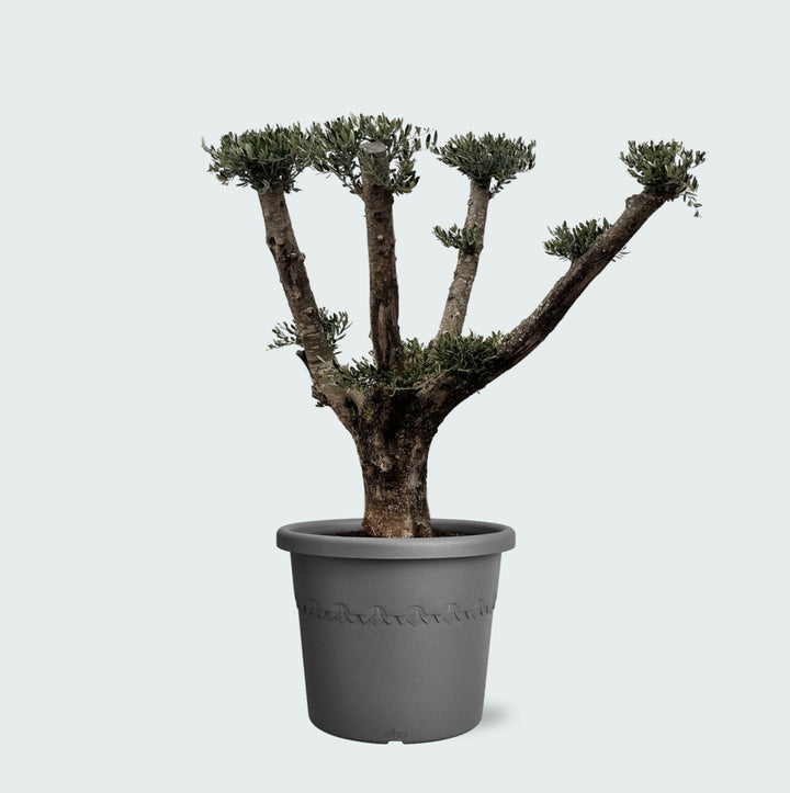 Olivenbaum Olea Europaea Pom Pon Plateau - 160cm | Kaufen
