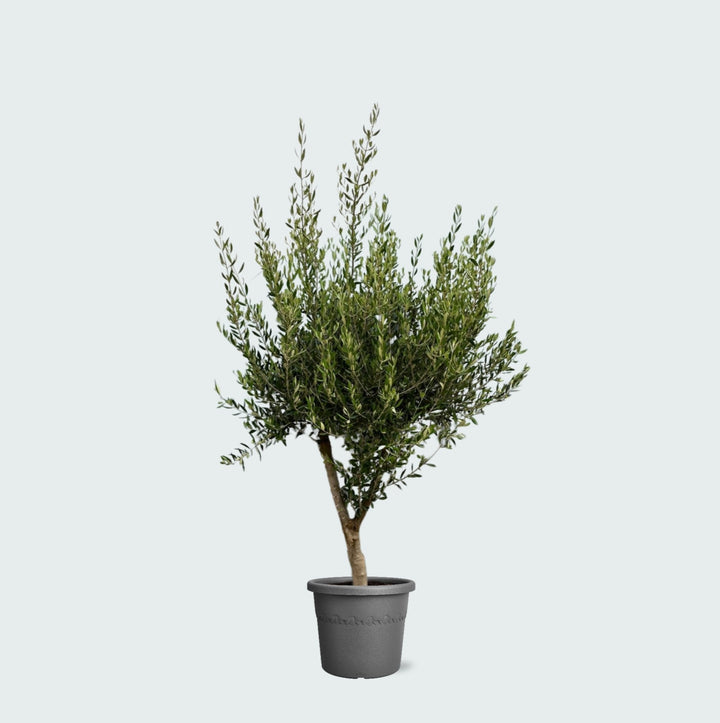Olivenbaum Olea Europaea Cultivo - 230cm / Stammumfang 20-25cm
