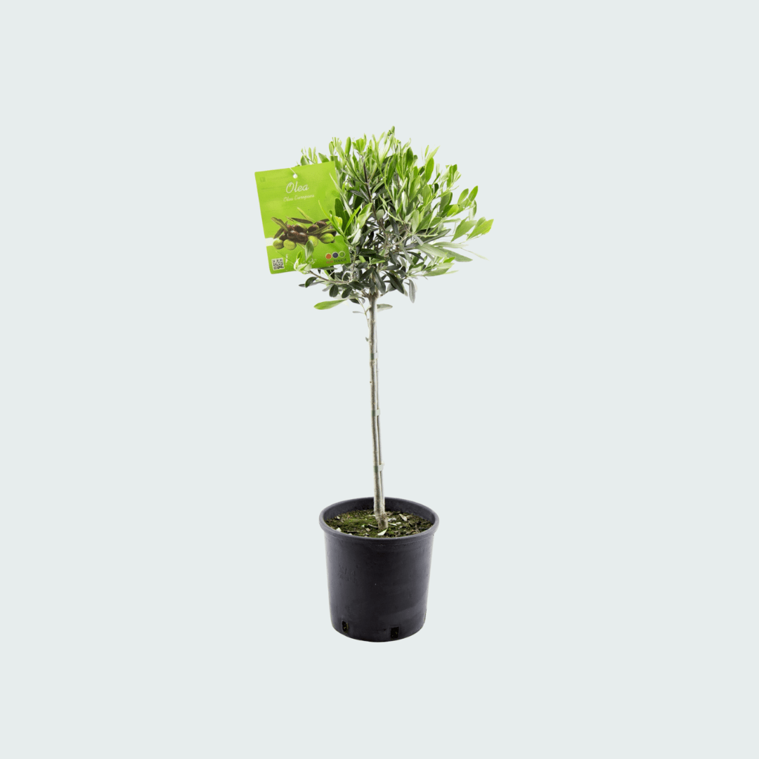 Olea Europaea auf Stamm - 100 cm - Zimmerpflanze Kaufen