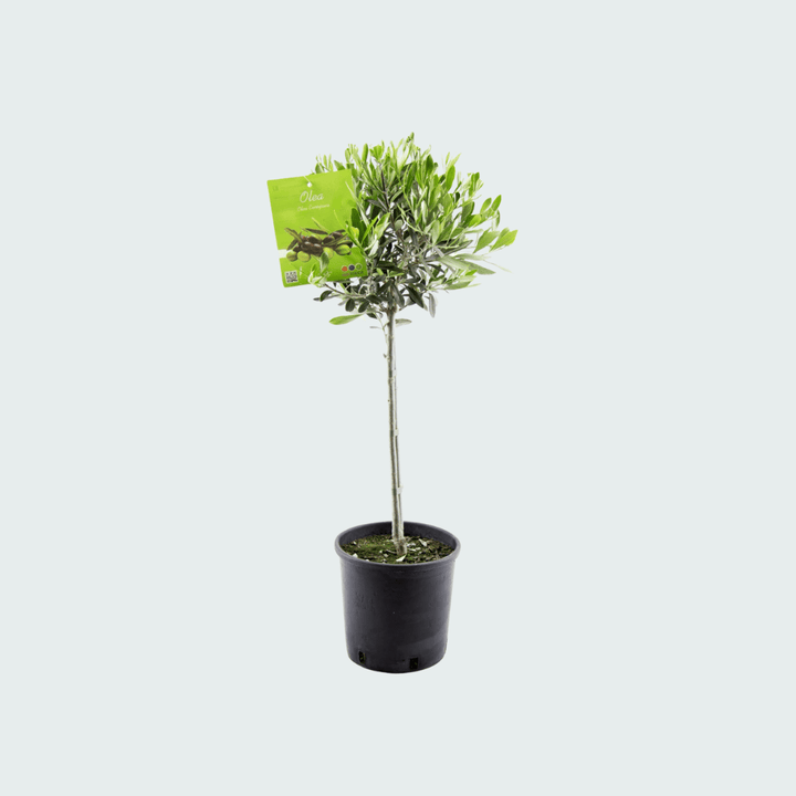 Olea Europaea auf Stamm - 100 cm - Zimmerpflanze Kaufen