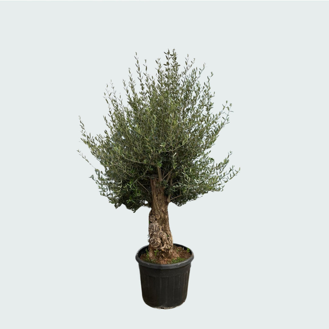 Olivenbaum Olea Europaea Bonsai - 250 cm / Stammumfang 45-60cm