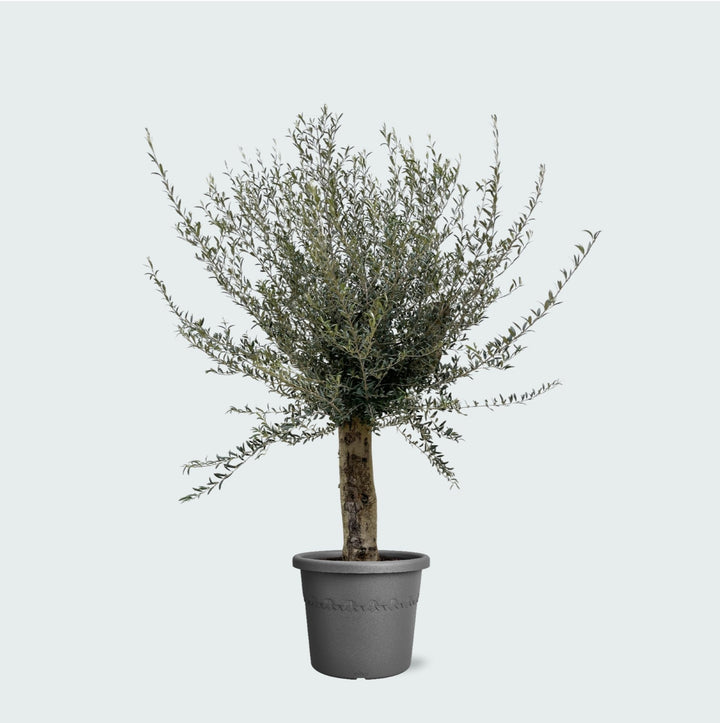 Olivenbaum Olea Europaea Lorc verzweigt XXL - 225cm / Stammumfang 45-55cm