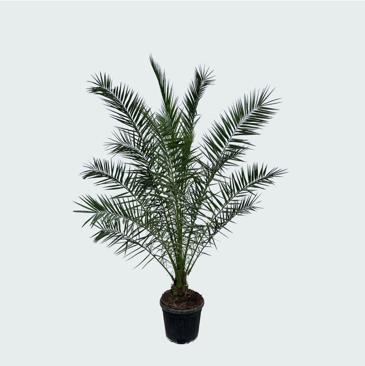 Phoenix Canariensis - 300cm - Dattelpalme - Zimmerpflanze Kaufen