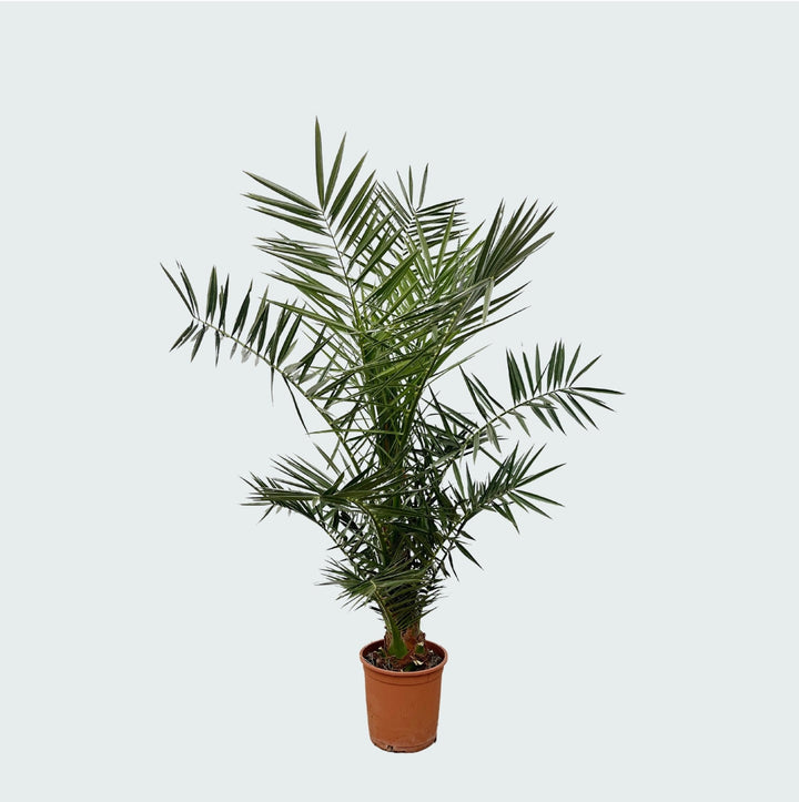 Phoenix Canariensis - 140cm - Dattelpalme - Zimmerpflanze Kaufen