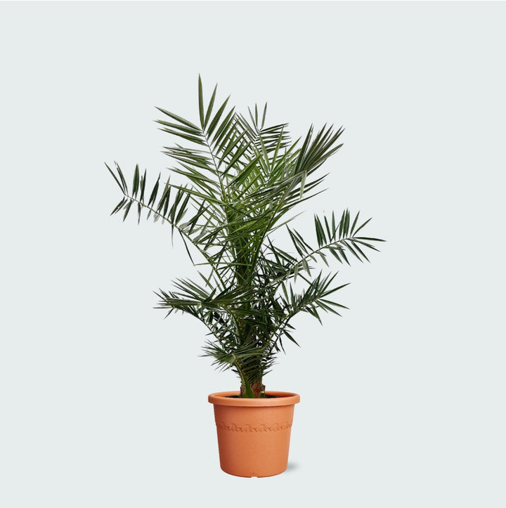 Phoenix Canariensis - 140cm - Dattelpalme - Zimmerpflanze Kaufen