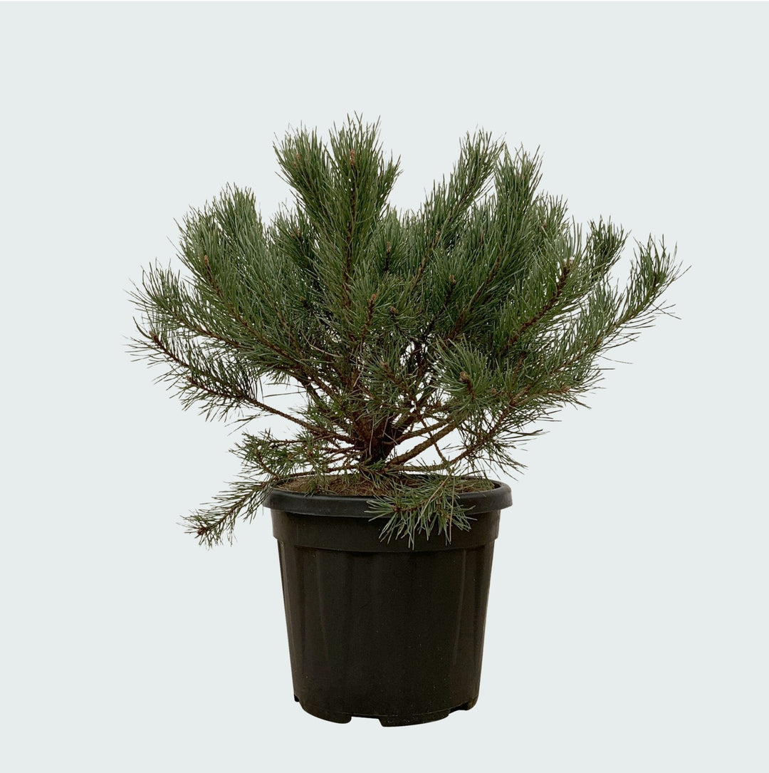 Pinus Mugo Pumilio - 60cm - Zimmerpflanze Kaufen