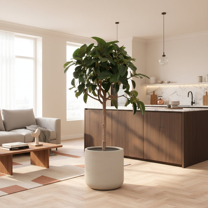 Ficus Elastica Robusta auf Stamm – 180 cm – Gummibaum