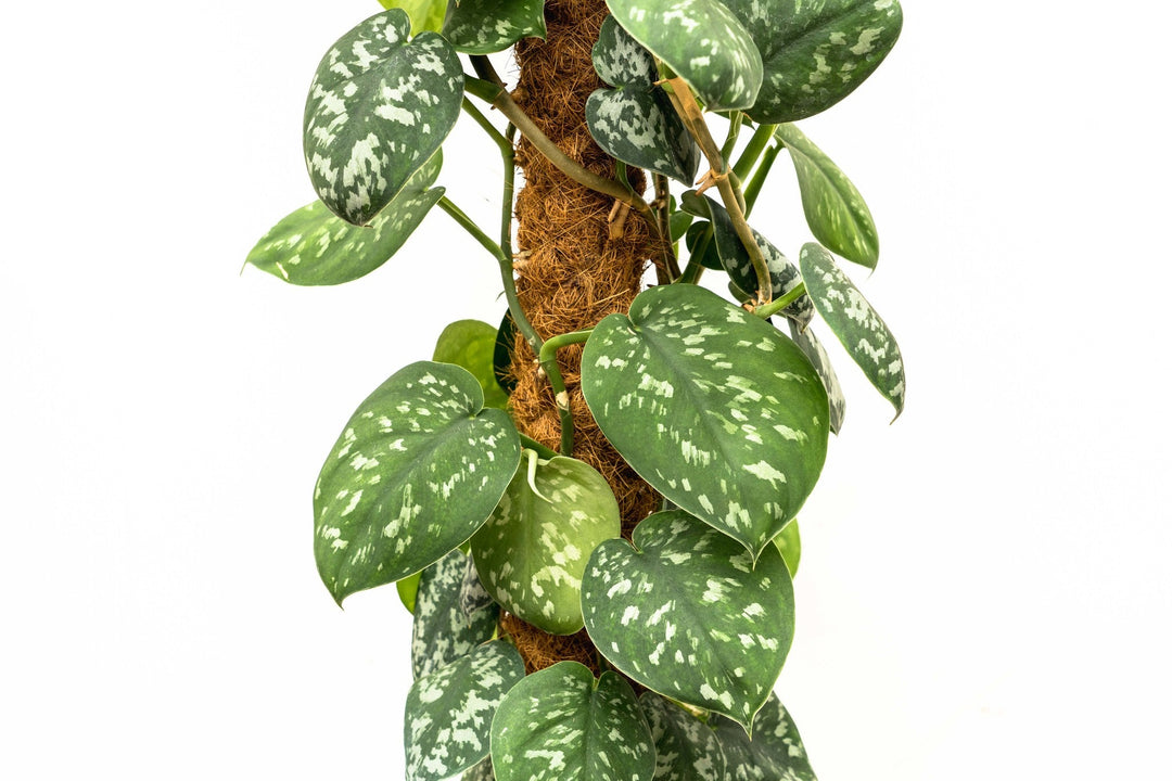Scindapsus Pictus Trebie - 160cm - Efeutute - Hänge-Efeutute