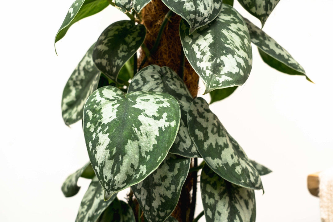 Scindapsus Pictus Trebie - 160cm - Efeutute - Hänge-Efeutute
