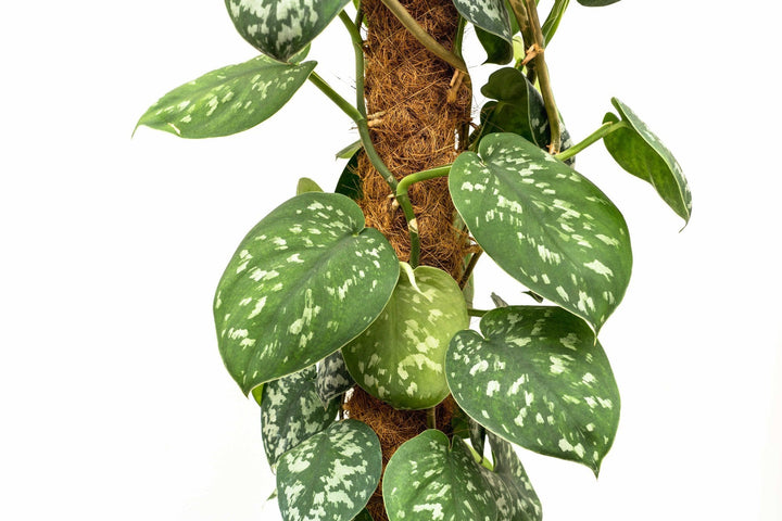 Scindapsus Pictus Trebie - 160cm - Efeutute - Hänge-Efeutute