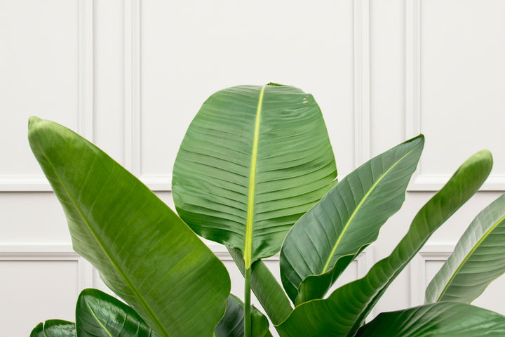 Strelitzia Nicolai de luxe XXL - Ø40 - 250cm - Paradiesvogelblume