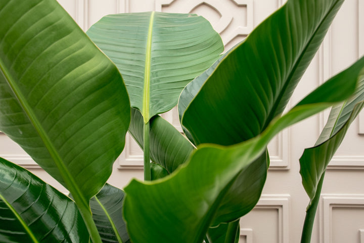 Strelitzia Nicolai de luxe XXL - Ø40 - 250cm - Paradiesvogelblume