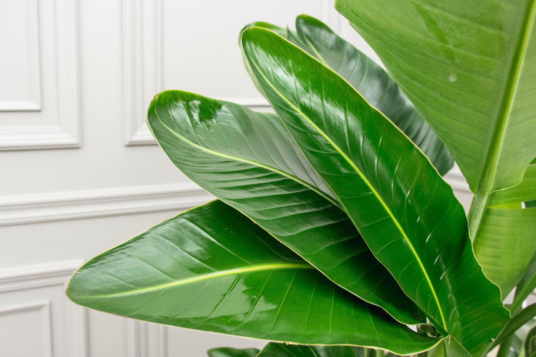 Strelitzia Nicolai de luxe XXL - Ø40 - 250cm - Paradiesvogelblume