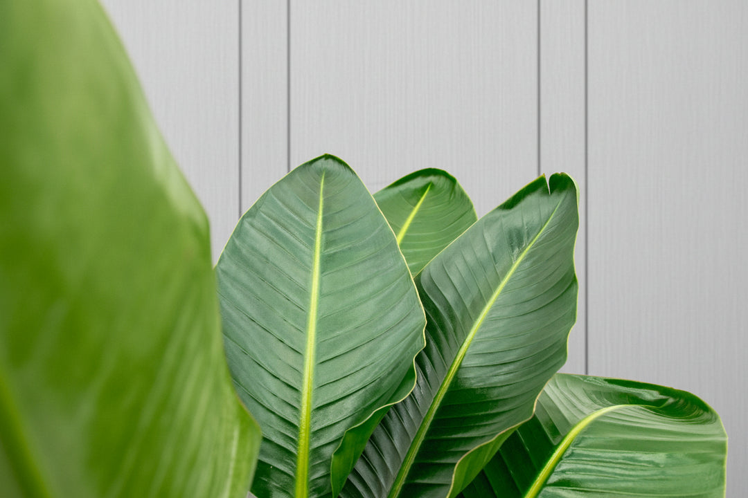 Strelitzia Nicolai de luxe XXL - Ø40 - 250cm - Paradiesvogelblume