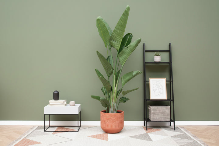 Strelitzia Augusta multi stam XXL - Ø32 - 225cm - Paradiesvogelblume