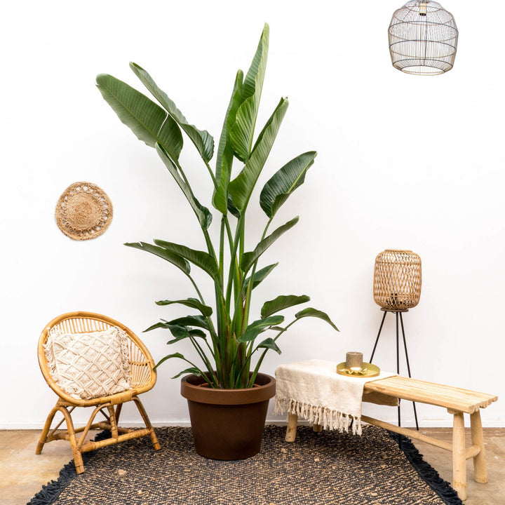 Strelitzia Augusta multi stam XXL - Ø32 - 225cm - Paradiesvogelblume