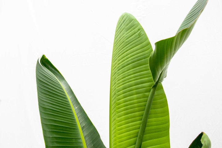 Strelitzia Augusta - Ø30 - 210cm - Paradiesvogelpflanze
